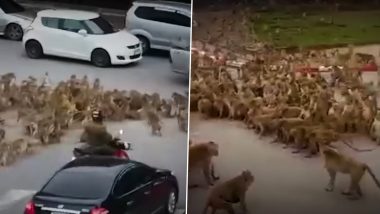 Viral Video: Monkey Gangs Clash on Road in Thailand's Lopburi, Bring Traffic to Halt