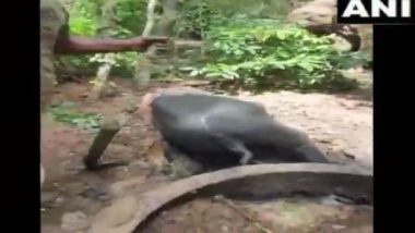 Karnataka: Baby Elephant, Who Fell in a Well in Kodagu, Rescued by Forest Department Officials (Watch Video)