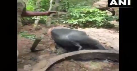 Karnataka: Baby Elephant, Who Fell in a Well in Kodagu, Rescued by Forest Department Officials (Watch Video)