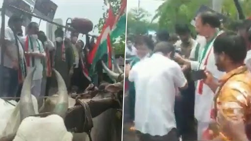 Maharashtra: A Bullock Cart, on Which Congress Workers and Leaders Were Protesting Against Fuel Price Hike, Collapses (Watch Video)