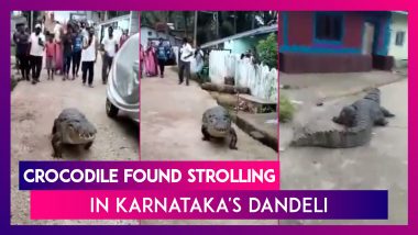 Crocodile Takes A Walk Down The Village Road In Karnataka's Dandeli