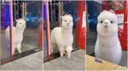 TikTok Video of Alpaca Visiting Hangzhou Restaurant Goes Viral and Netizens Are Wondering if It&rsquo;s for Real!
