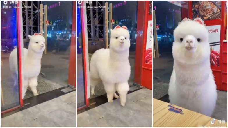 TikTok Video of Alpaca Visiting Hangzhou Restaurant Goes Viral and Netizens Are Wondering if It’s for Real!