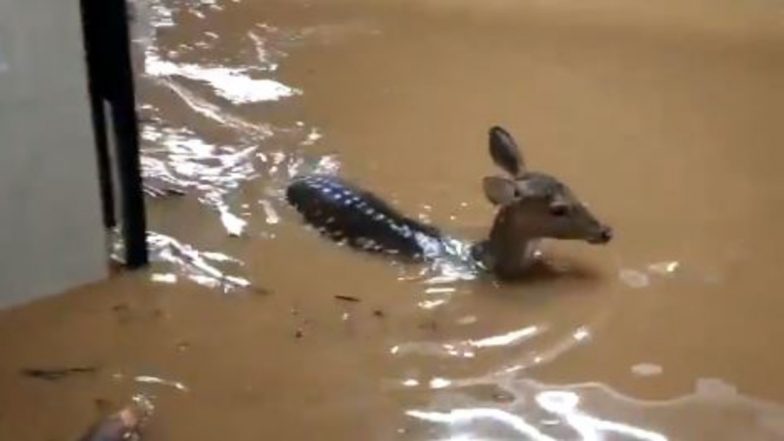 Video of Deer Seen Swimming in Flooded Streets of Mumbai Claimed to be From Borivali, Near Sanjay Gandhi National Park Goes Viral