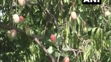 India News | Two Brothers in Madhya Pradesh Grow World's Heaviest Mango Variety Amrapuri and Simply Delicious Sensation