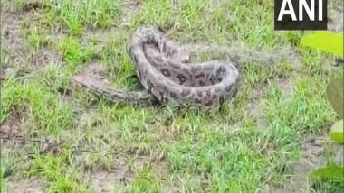 Odisha: 7-Feet-Long Python Rescued in Kalahandi's Golamunda (See Pics)