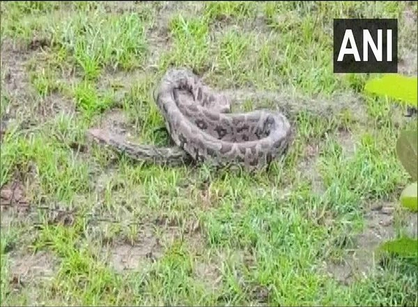 Odisha: 7-Feet-Long Python Rescued in Kalahandi's Golamunda (See Pics)