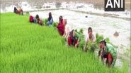 India News | Paddy Growers in UP's Aligarh Face Problems Due to Delayed Monsoon, Seek Govt Help