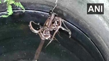 15 Baby Cobra Snakes Rescued From Well in Odisha’s Ganjam (See Pics)