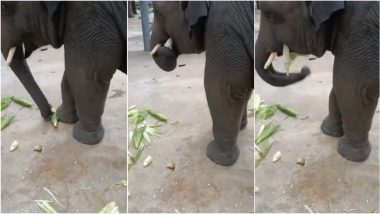 Viral Video of an Elephant Feasting on Maize is The Cutest Thing You’ll on Internet Today!