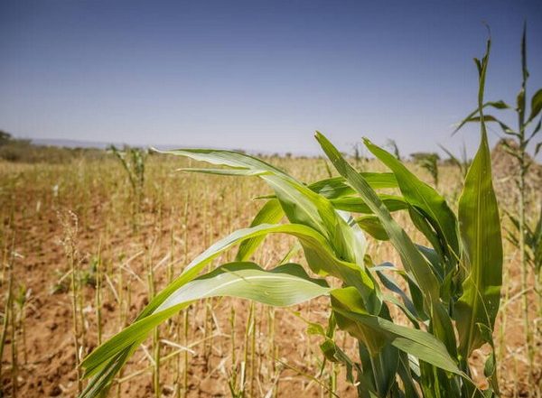 Monsoon 2022: Rice, Pulses, Oilseeds Witness Less Sowing; Only Sugarcane Up