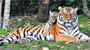 International Tiger Day 2021: Date, Theme and Significance of This Annual Celebration To Raise Awareness for Tiger Conservation