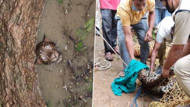 Leopard Falls Into Open Well at Madhab Nagar in Assam, Rescued by Forest Officials