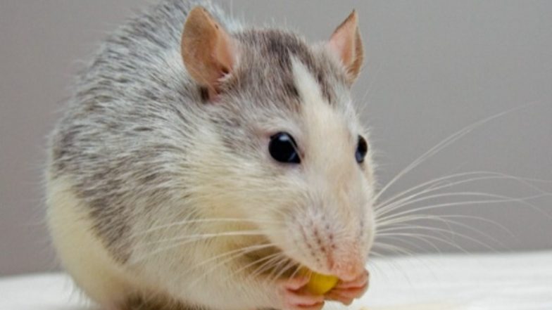 Mammals Dream About World They Are Entering