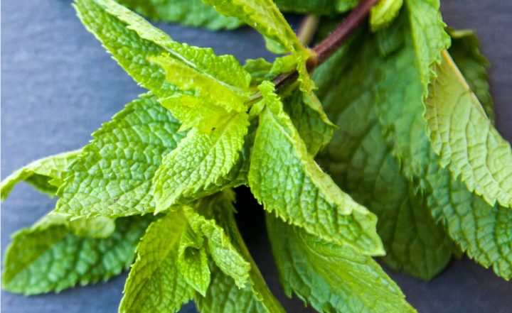 From Mint to Coconut Water, Have These 5 Cooling Foods To Beat the Summer Heat