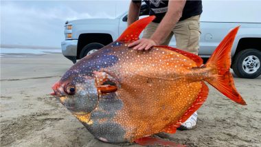 Moonfish on Beach! Rare 100-Pound Colourful Opah Fish Washes Up on Oregon Coast (View Photos)
