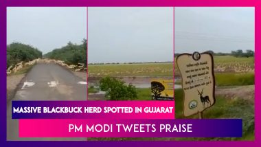 Massive Blackbuck Herd Spotted In Gujarat, PM Narendra Modi Tweets Praise