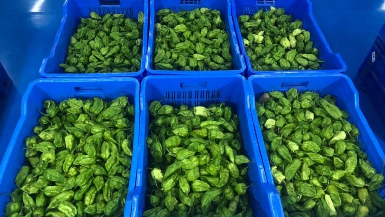 King Chilli ‘Raja Mircha’ From Nagaland Exported to London for the First Time