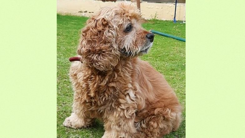 Snoopy, Delhi Airport Dog Squad Member, Retires After 10 Years of Service