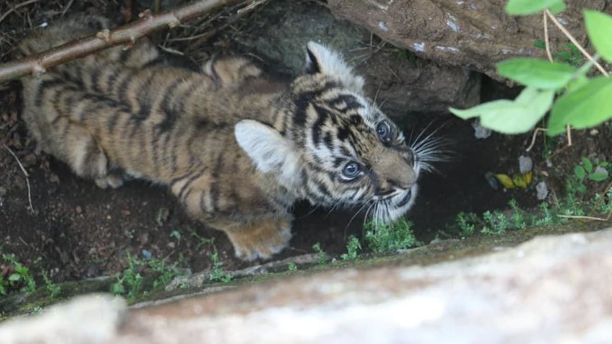 Mangala, a rescued tiger cub, is taught how to rewild.