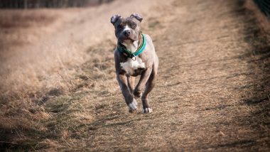 Pitbull Attacks 11-Year-Old Boy in Jaipur, Leaves Him With Grievous Injuries; Owner Booked