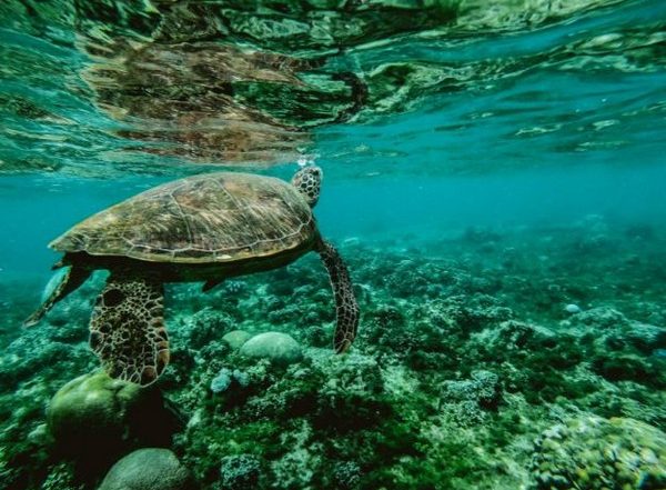 Ocean Microbes Team Up Brilliantly to Gather Food When Its Scarce, Researchers Find