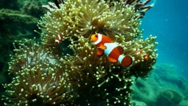 Science News | Key Habitat-building Corals' Future at Risk Due to Rise in Climate Crisis