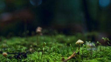 Science News | Blushing Plants Reveal when Fungi Are Growing in Their Roots: Study