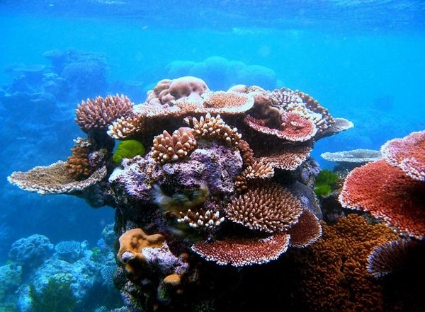 Science News | Climate Crisis Has Led to Worrying Future for Key Habitat-building Corals