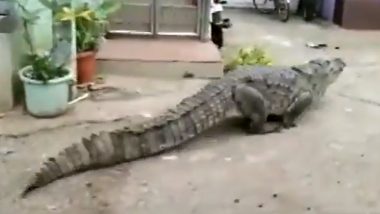 Karnataka: Crocodile Found Strolling Through Kogilban Village in Dandeli, Rescued by Forest Department Officials (Watch Video)