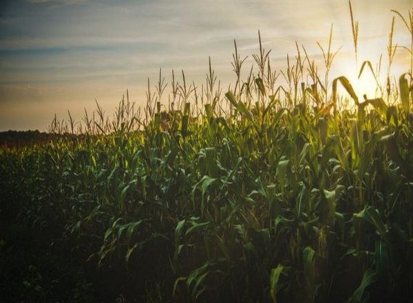 Science News | Study Identifies Gene That Regulates Root Growth Angle in Corn