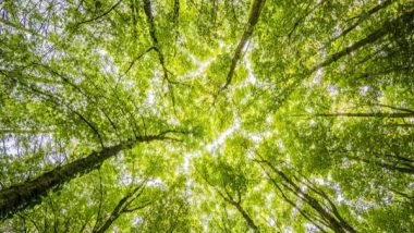 Lifestyle News | How Arrival of Land Plants Affected Earth's Climate Control System