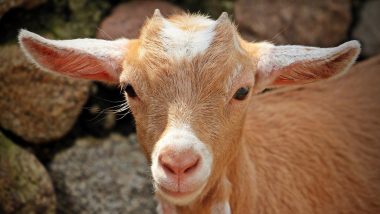 'Miracle Baby Goat': Goat Gives Birth to Kid With 8 Legs and 2 Hips in West Bengal