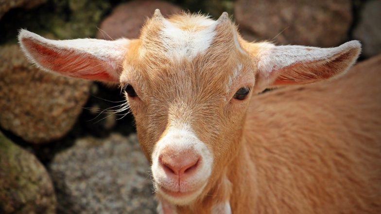 ‘Miracle Baby Goat’: Goat Gives Birth to Kid With 8 Legs and 2 Hips in West Bengal