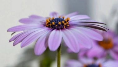 Science News | Study Finds Pollen Germination Can Be Induced by Common Floral Bacteria