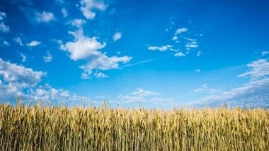 Science News | Study Finds Gene That Regulates Angle of Root Growth in Corn