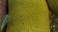Jackfruit Day 2021: From Health Benefits to Nutritional Value, 10 Facts About Jackfruit