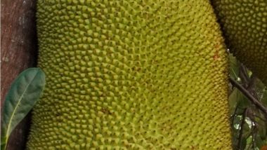 Jackfruit Day 2021: From Health Benefits to Nutritional Value, 10 Facts About Jackfruit