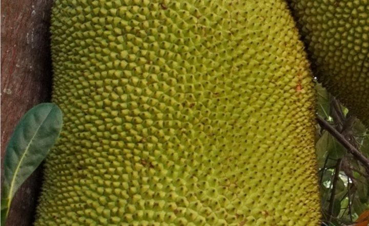 Jackfruit Day 2021: From Health Benefits to Nutritional Value, 10 Facts About Jackfruit