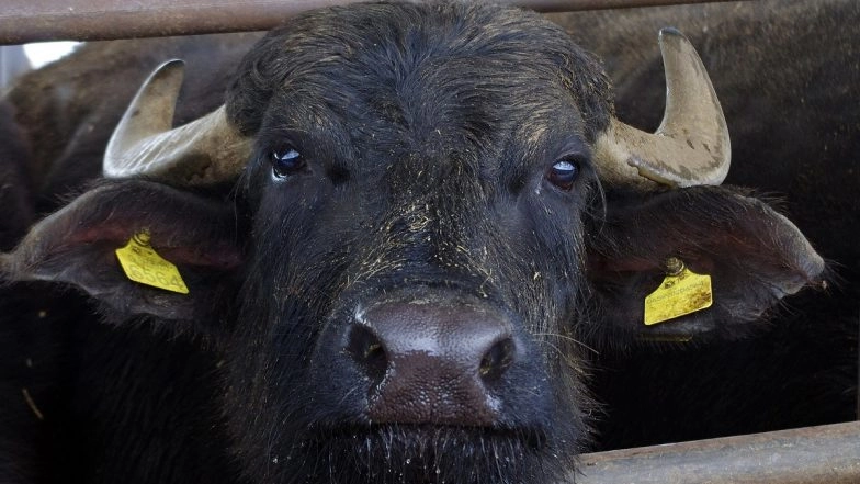 Shamli Police Orders DNA Test of Stolen Buffalo