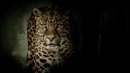 Madhya Pradesh Couple Fights Off Leopard, Rescues Granddaughter From Big Cat's Jaws