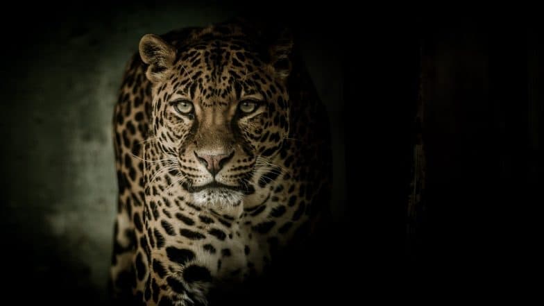 'Maneater' Leopard Shot Dead in Uttarakhand, Toddler Attacked by the Big Cat Remains Missing