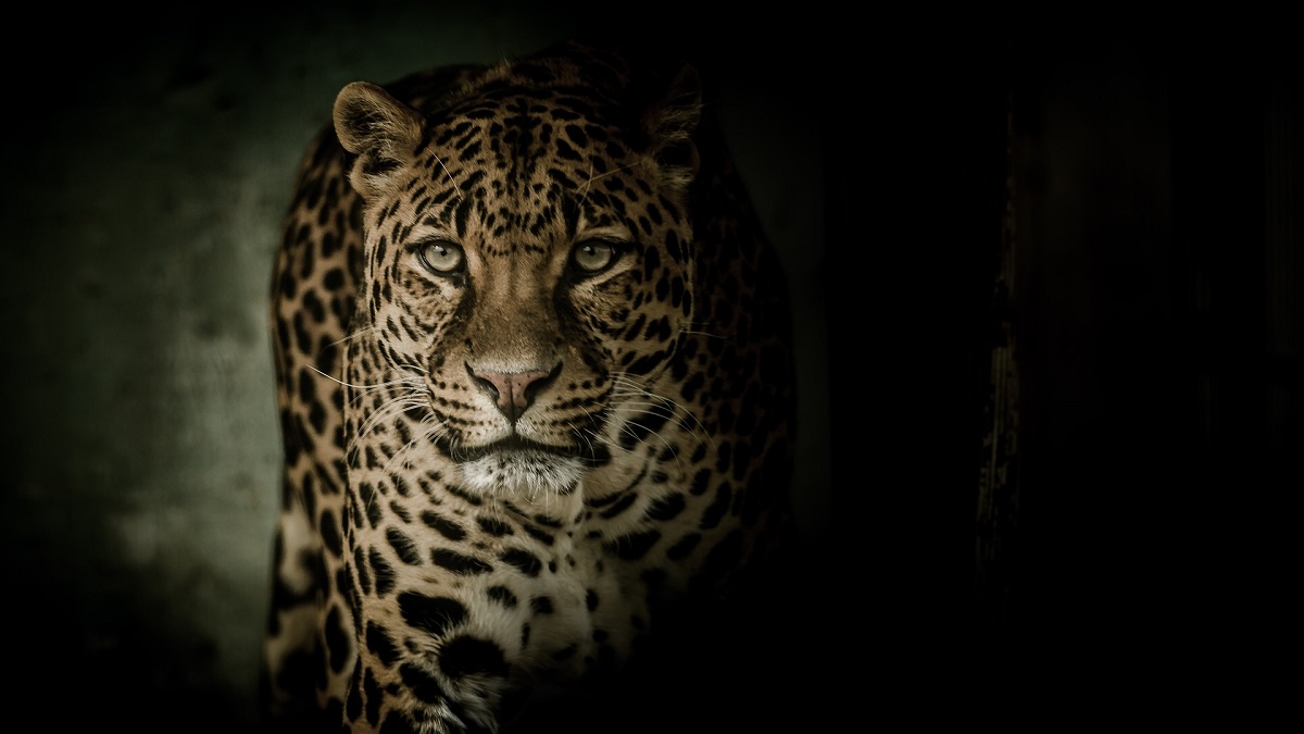 Madhya Pradesh Couple Fights Off Leopard, Rescues Granddaughter From Big Cat&#39;s Jaws | ? LatestLY
