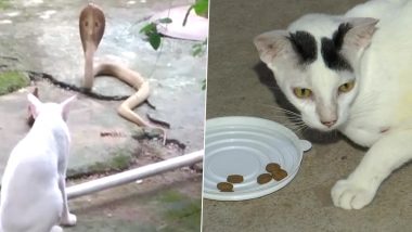 Odisha: Pet Cat Stands Guard For 30 Minutes to Prevent Cobra From Entering House in Bhubaneswar (View Pics)