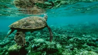 Science News | Tiny Organisms Shed Big Light on Ocean Nutrients: Study