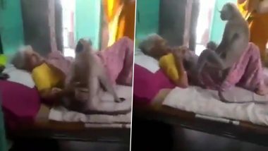 Monkey Visits 90-Year-Old Sick Grandma Who Used to Feed Him Daily (Watch Heart-Warming Video)