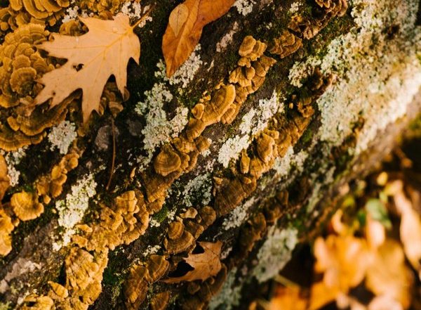 Science News | Fungal Growth in Plants Can Be Inhibited by Modified Yeast