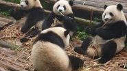 World News | Chinese Giant Panda Pregnant Again in France