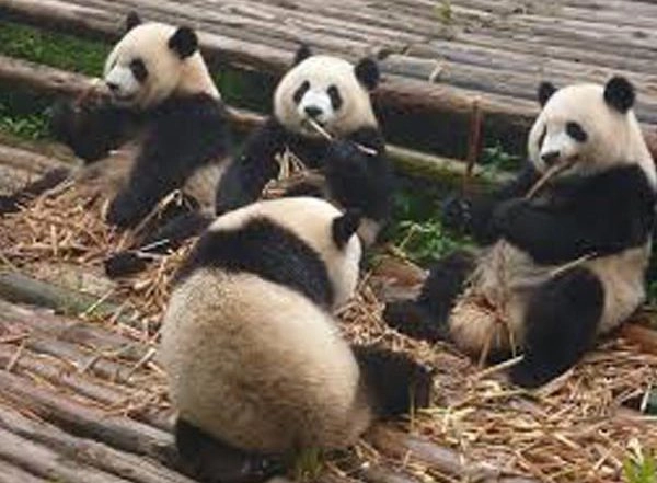World News | Chinese Giant Panda Pregnant Again in France