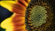 Science News | Sunflower Oil Properties Can Be Predicted by Genetic Analysis